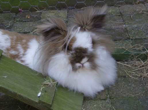 Bugsy