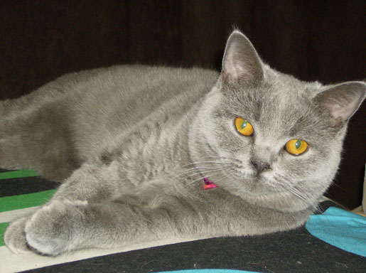 Rani